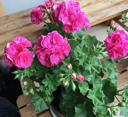  【常见】4种“花”，浇水浇错了，叶子发黄，落花落蕾！来看看怎么浇