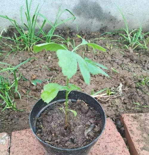  『银杏』银杏小苗怎么做盆景，3种建议做出精美的银杏景观