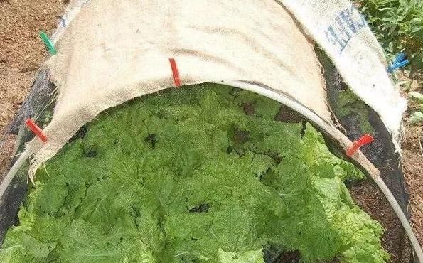  『种子』别人养花我种菜,4种菜种阳台,随吃随摘,绿色方便又漂亮!