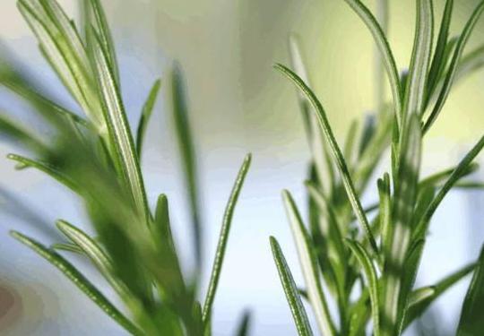 三伏天痘痘频发, 出现3个症状要警惕了, 毛孔可能被螨虫堵住了