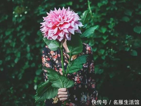 『花开』大丽花真美,花开100朵,一开大半年!