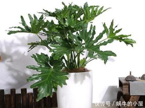 「琴叶榕」当下最流行的“网红”绿植,只需1盆,可使你家格调提升8倍!
