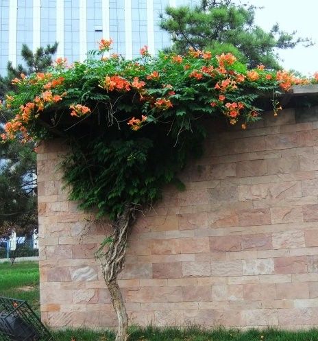 [花钱买]建议家里有空地：鲜花不再花钱买，阳台种一盆，天天采不完