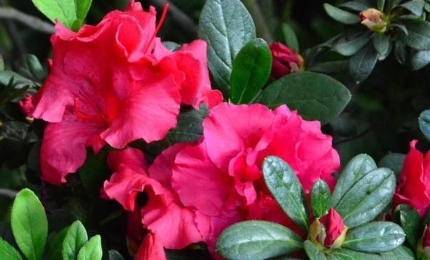  入夏|杜鹃花一入夏爱“打盹”，吃点“小激素”，花朵一开百日红