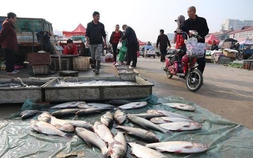  「种鱼」过年买鱼，就挑这3种鱼，人工养殖不了，吃着又香又放心