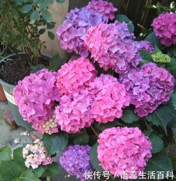 枝条|夏天4种花,赶紧动手来扦插,插一棵活一棵,20天就开花