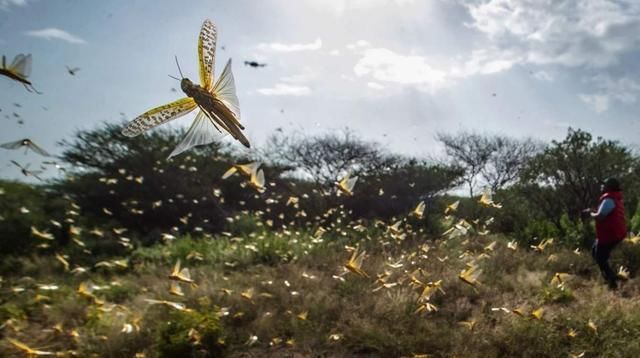  智慧|我国农民的智慧:治理蝗虫，养鸡和鸭子的网民:蝗虫军庆州鸡