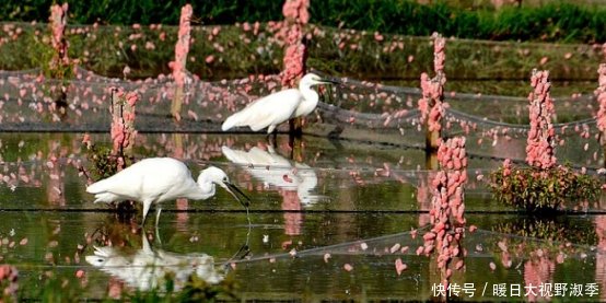 曾在中国泛滥成灾的“福寿螺”，如今为何消失了，它们去那了
