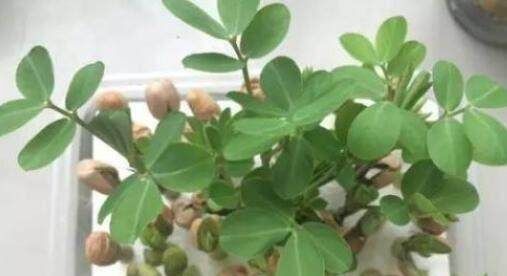 盆栽:几粒花生埋土里,7天发芽,一个月长成美丽盆栽,几个月后大收获 ...