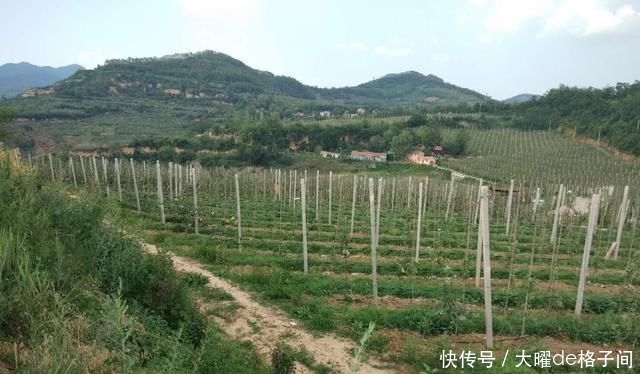  『果树』果树开花前为什么要追肥料？
