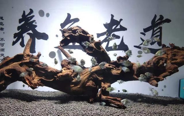  「鱼缸」鱼缸里接二连三死鱼，不是让你继续养下去，是时候按下暂停健了