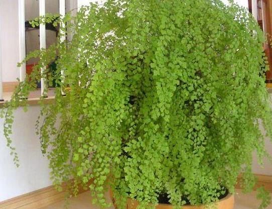  #旺盛#这“3种”植物最爱“喝”水，浇水越多越旺盛，赶紧在家养一盆！
