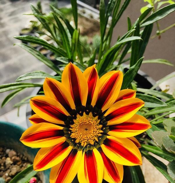 【入手】多肉植物—露薇花,花叶俱美,四季开花不停,养护容易,值得入手