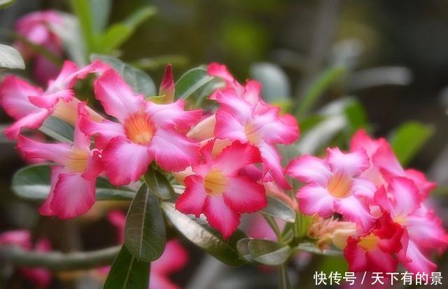 #天天#养花就养此5种,开花漂亮数量多,家里养一盆,天天都能赏花