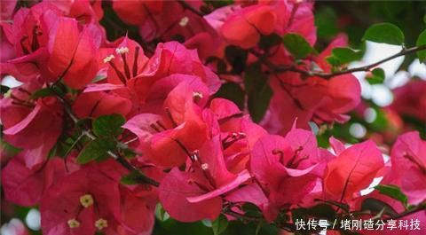 『三角梅』此款开花植物,插个枝条就能活,花期长达200天,很适合小白养!