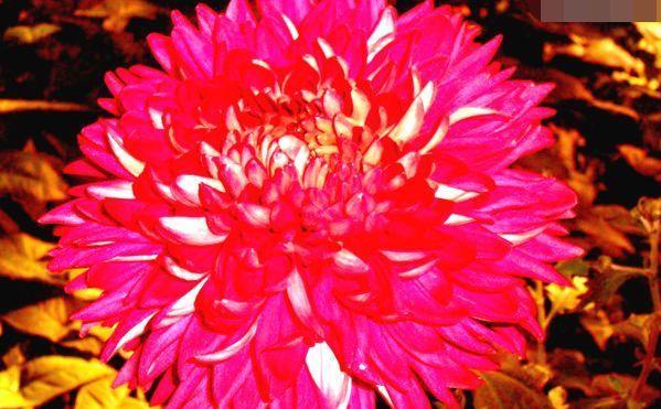 『翻飞』喜欢玫瑰,不如养盆“珍品菊花”紫燕翻飞,似芬芳燕舞,丰姿绰约