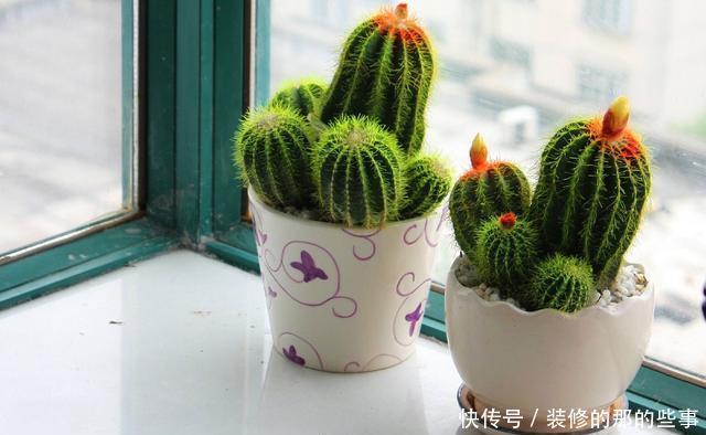 「盆土」仙人球不开花,是什么原因?做到“三点”,年年开花灿烂鲜艳