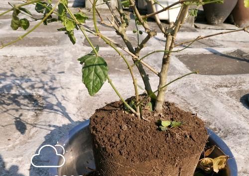  「盆以后」实例分享茉莉花的翻盆过程，照着做保证茉莉花服盆快，有图有真相