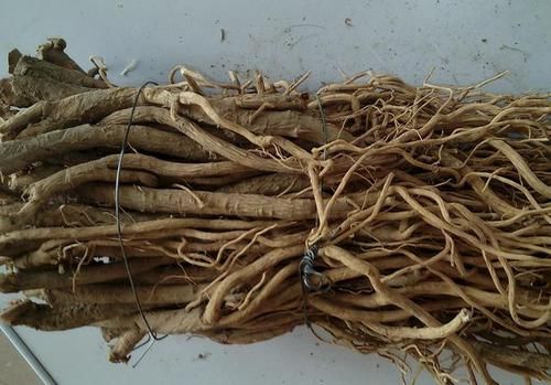  『植物』山上1种珍贵的“杂草”，常被称为“黄芪”，不要乱去挖，要保护