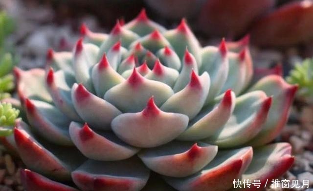 「夏种」浅谈夏种型多肉植物有哪些和它们的一些特点