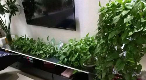  【旺盛】怎样养绿萝长得快？5大技巧让它'绕'屋跑，越长越长越旺盛