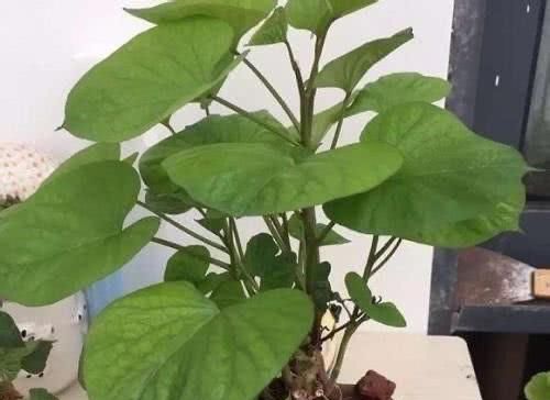  [呼呼]阳台种“2种菜”，呼呼长得快，1个多月长满盆，收获一次又一次