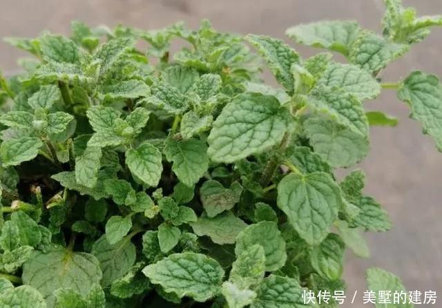  「水果鼠尾草」6种香香花，厨房客厅都能养，闻着香吃着也香，摘一把长10盆！
