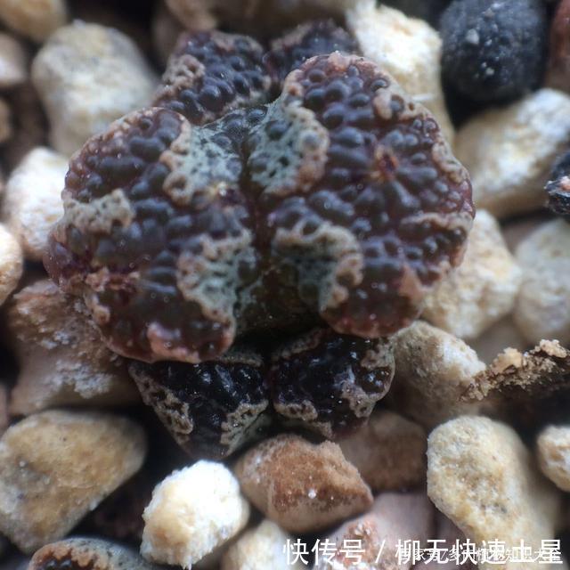 『植物』春天买的多肉植物们,花了几百块,不知道亏了吗