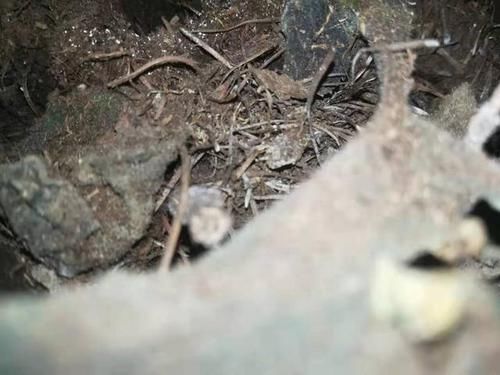  『花生壳』购回家的花卉死了不要扔，至少还有这“3样宝”，可别浪费了