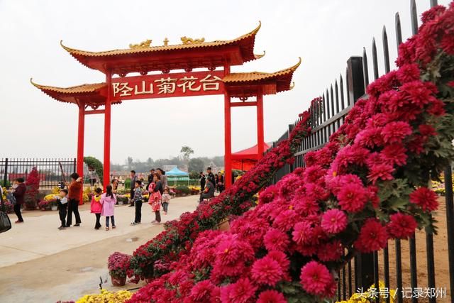 郑州一村庄500亩菊花满山绽放 对外免费游客爆棚