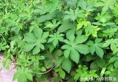 农村以前常见的一种野草，总被当做猪饲料，现在市场200一斤
