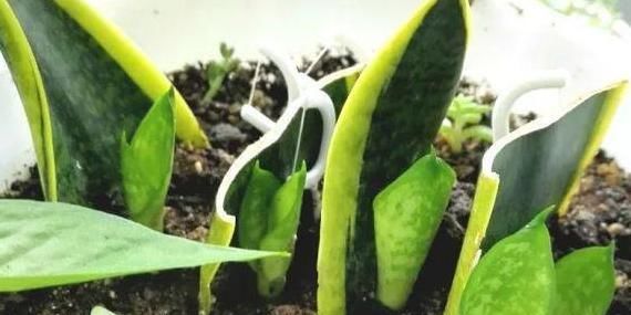  【虎皮】养殖虎皮兰该如何扦插？按照3步操作走，再不用担忧伤亡多