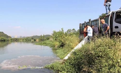  [生态]诸暨45万尾石斑鱼投入15条生态河道，今年投放量是往年的2