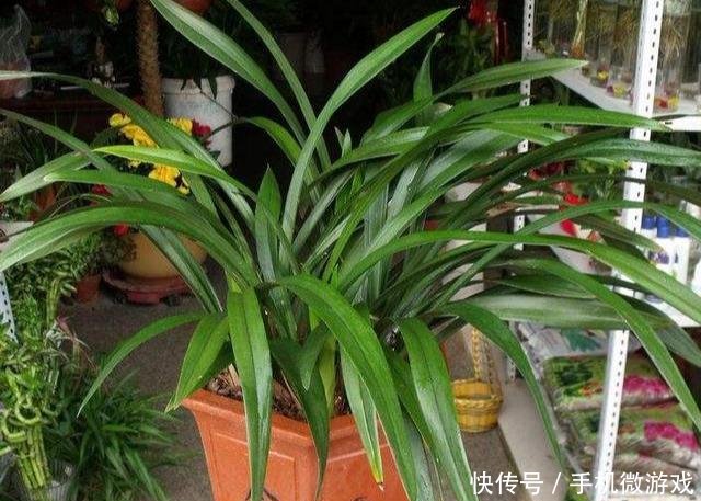 【特别】新手买兰花，这样选择，不然买一棵死一株，白白浪费钱