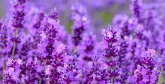  「绝大多数」家庭盆栽薰衣草怎么种？这几点非常重要，赶快收藏起来
