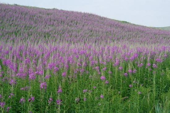 农村小本创业项目，被农民称为懒汉药材，每亩收益4000元