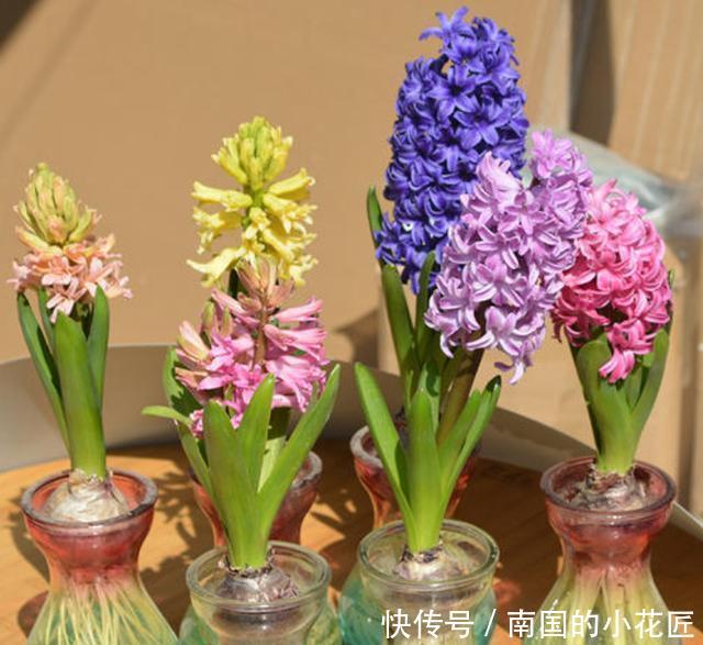  「风信子」水培风信子怎么养