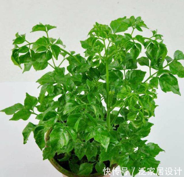  [幸福树]幸福树春季养护有技巧，这三点做到位，不黄叶干枯，枝繁叶茂