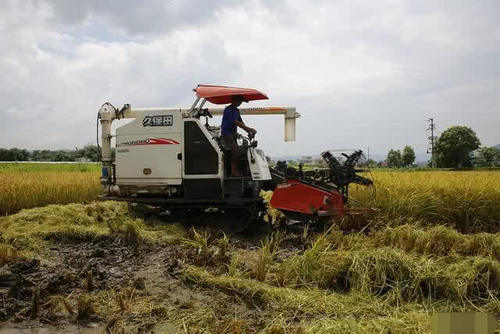  不妨：2020年农村哪些行业能赚十万？3个热门2个冷门，农民不妨看看