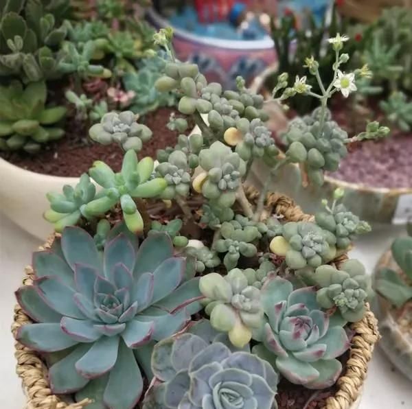  浇水■老妈把多肉养成“菜”!有一种亲妈,你不让她浇水,她偏要浇!