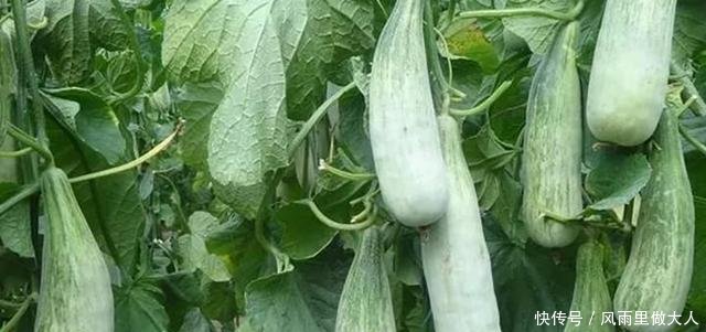 农民在地里种它，亩赚5万元，估计不少人还以为是黄瓜