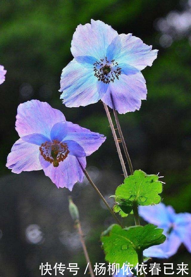  『植物』绿绒蒿：离天堂最近的花