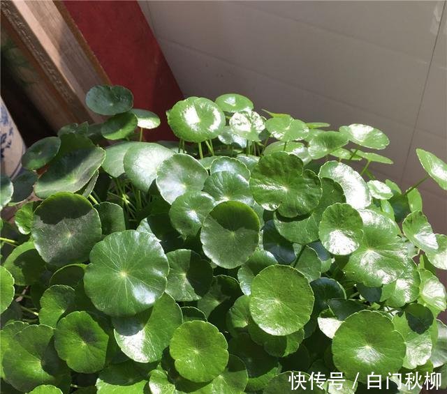  『新叶』养铜钱草富贵竹，注意3细节，新叶蹭蹭蹿，叶片绿流油，长超旺！