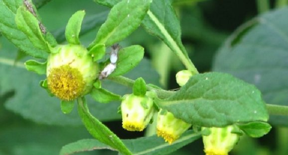  「玩物」农村这种草叫天名精，外形长得像野菊花，曾是农村娃的