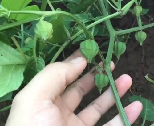 农村山坡上的野草，结出的果实像灯笼，看着不起眼但也是一种草药