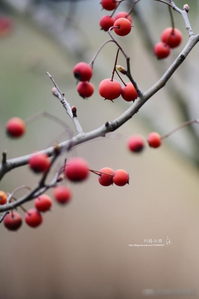  「春天」随笔：那些树果实还没掉都发芽了