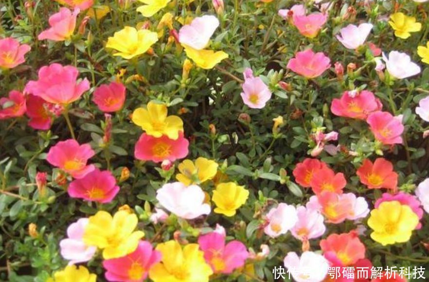『家里』家里养上“4种花”,直接变成小花园,开花一茬茬,太漂亮!