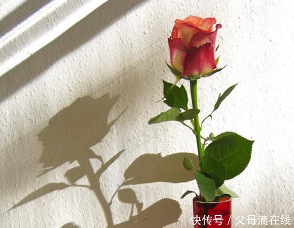  [看过]养花的朋友注意了，家里这四个地方一定不能摆花，看过的都换地方