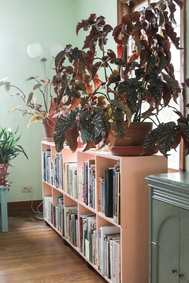  『家里』在室内半阴处容易开花的11种盆栽开花植物，家里可多种几种
