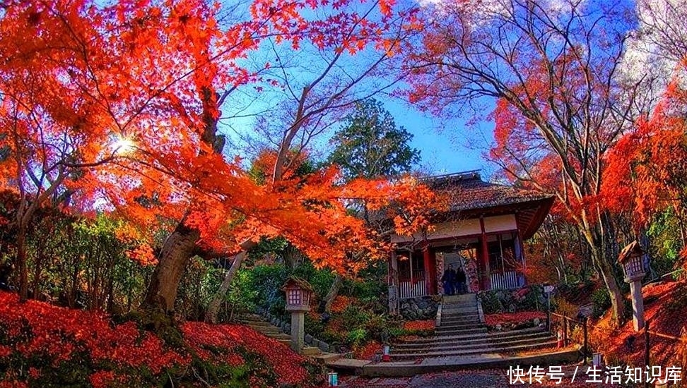 日本|与京都红叶相比,樱花根本不值一提!
